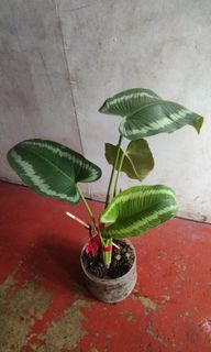 (Category: ) located in . Submitted by itemfindsph (Listing ID 1137933902, Image 1). Description: .