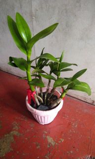 (Category: ) located in . Submitted by itemfindsph (Listing ID 1137933959, Image 1). Description: .