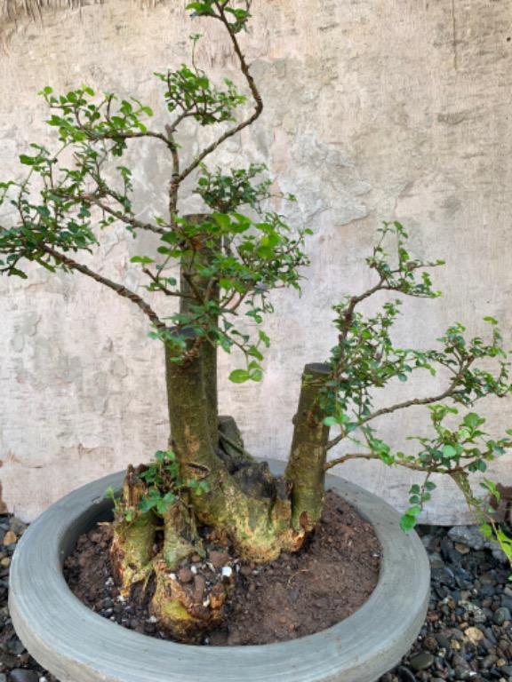 Bonsai Kalyos Tree Furniture Home Living Gardening Plants Seeds On Carousell