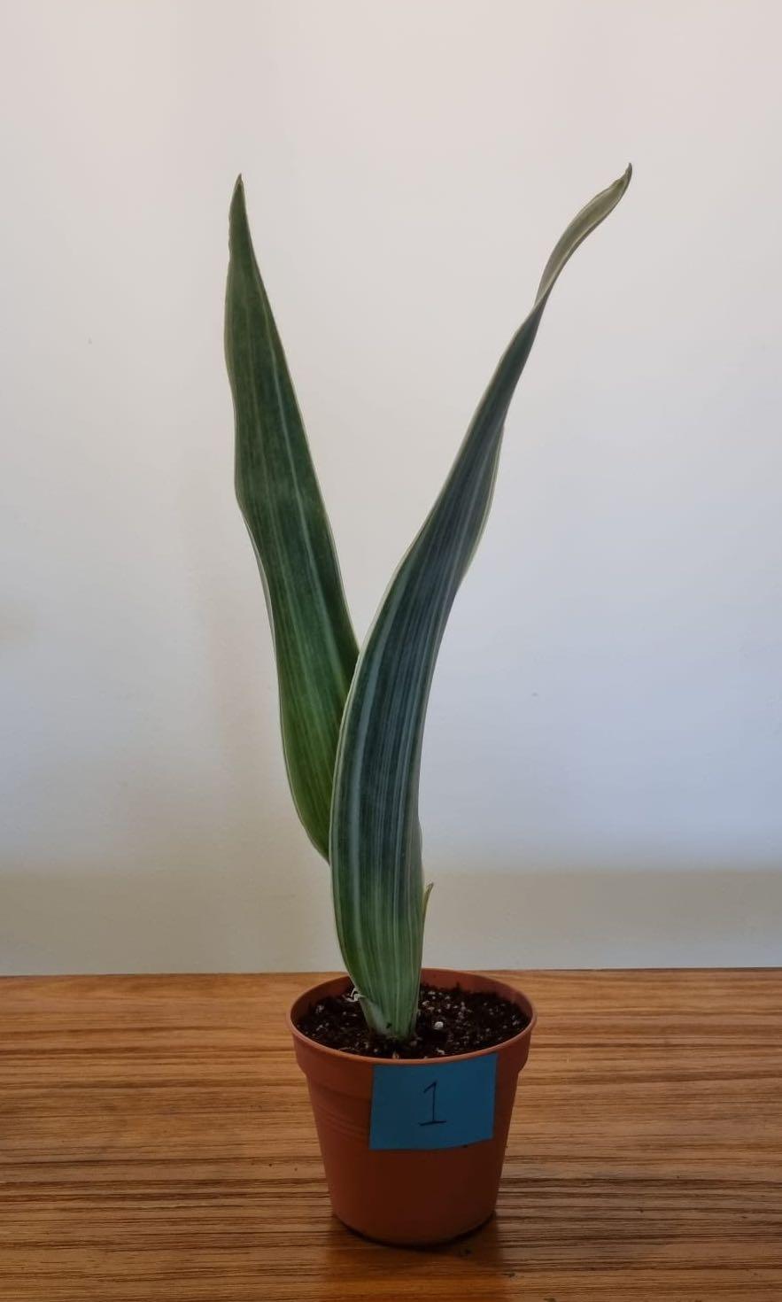 Sansevieria Sayuri Furniture Home Living Gardening Plants Seeds On Carousell