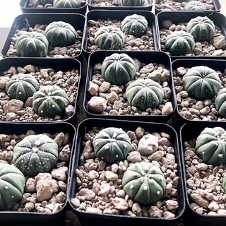 (Category: ) located in . Submitted by sharonng22_ (Listing ID 1129587165, Image 1). Description: .