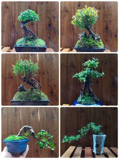 （分類：）位於 。 由 leafsleafs 提交（商品編號 1138154031，圖片 1）。簡介： 。