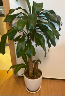 （分類：）位於 。 由 er_er 提交（商品編號 1138184292，圖片 1）。簡介： 。