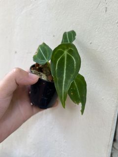 (Category: ) located in . Submitted by orchidspeciesplus (Listing ID 1138252120, Image 1). Description: .