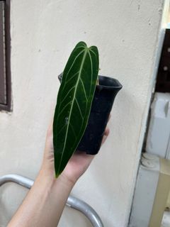 (Category: ) located in . Submitted by orchidspeciesplus (Listing ID 1138251424, Image 1). Description: .