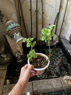 (Category: ) located in . Submitted by bloomscorner (Listing ID 1138157032, Image 1). Description: .