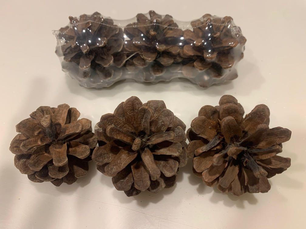 Pine cone (Hamster grind teeth), Pet Supplies, Homes & Other Pet Accessories on Carousell