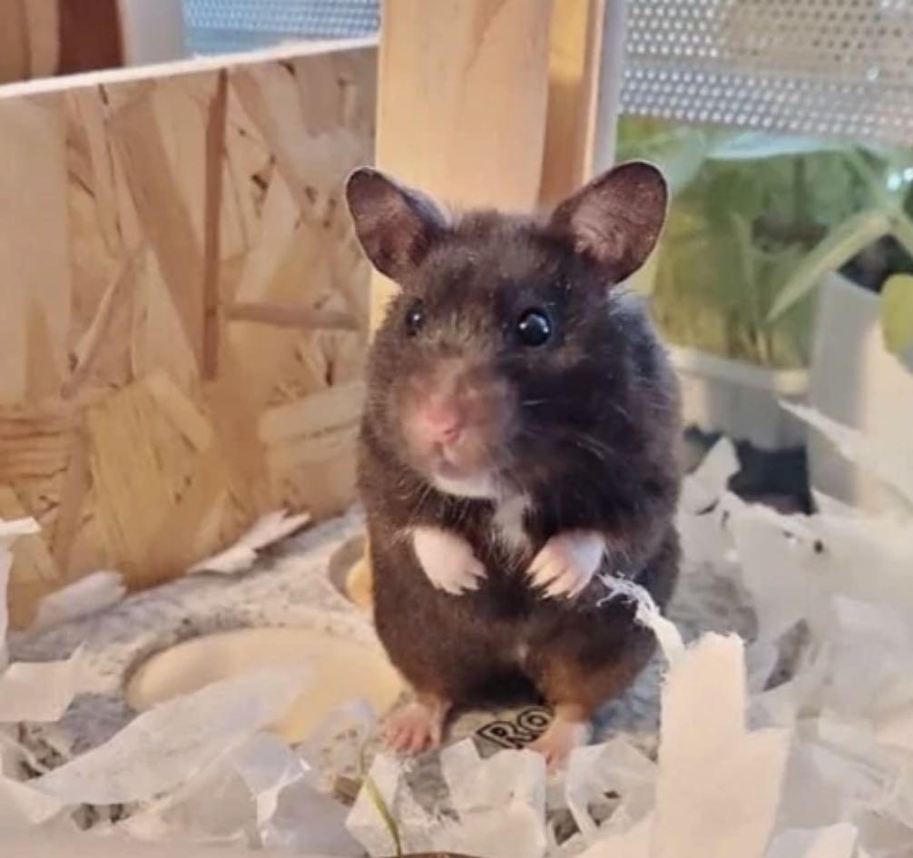 Hypoallergenic hamster clearance