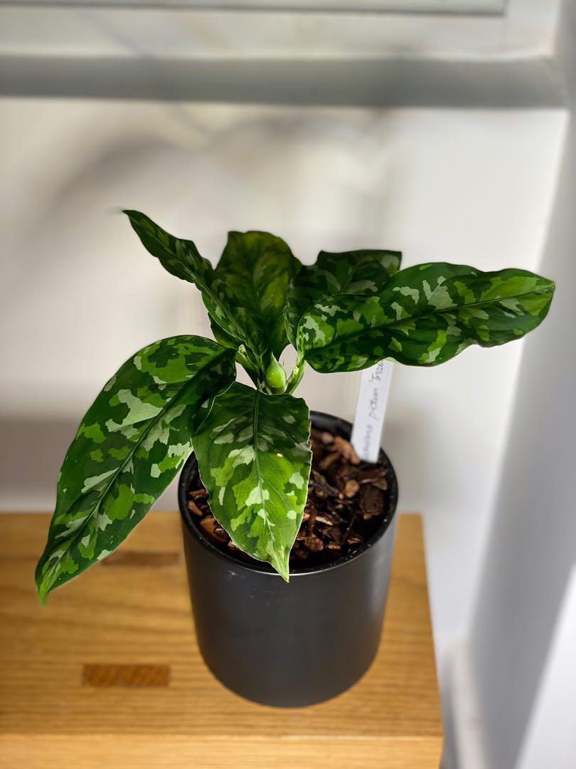 Aglaonema pictume 'Tricolor' (L) 迷彩粗肋草連陶盆, 傢俬＆家居 