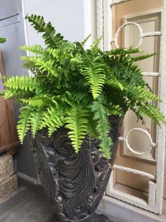 (Category: ) located in . Submitted by garden_pride (Listing ID 1138468788, Image 1). Description: .