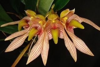 (Category: ) located in . Submitted by lovingorchids (Listing ID 1138409900, Image 1). Description: .