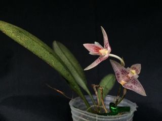 (Category: ) located in . Submitted by lovingorchids (Listing ID 1138406152, Image 1). Description: .