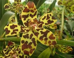 (Category: ) located in . Submitted by lovingorchids (Listing ID 1138414569, Image 1). Description: .