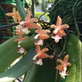 (Category: ) located in . Submitted by lovingorchids (Listing ID 1138409192, Image 1). Description: .