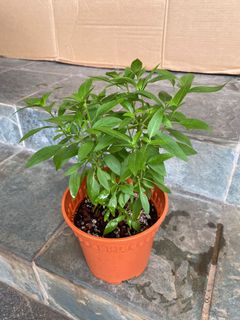 (Category: ) located in . Submitted by gardenertang (Listing ID 1138349073, Image 1). Description: .