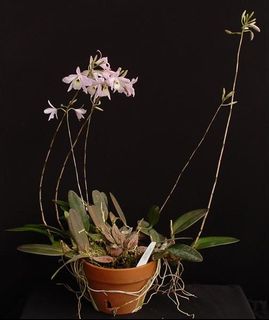 (Category: ) located in . Submitted by lovingorchids (Listing ID 1138418945, Image 1). Description: .