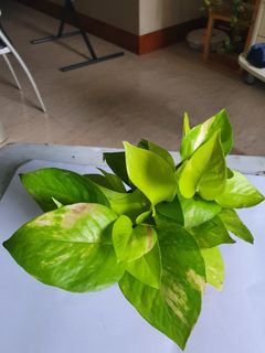 (Category: ) located in . Submitted by arjudecluttering (Listing ID 1138452927, Image 1). Description: .