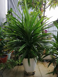 (Category: ) located in . Submitted by C.Chan (Listing ID 1138370519, Image 1). Description: .