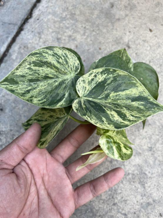 Philodendron Hederaceum Variegated Rare Furniture Home Living Gardening Plants Seeds On Carousell