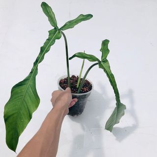 (Category: ) located in . Submitted by plant.anything (Listing ID 1138397334, Image 1). Description: .