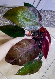 (Category: ) located in . Submitted by lovingorchids (Listing ID 1138403804, Image 1). Description: .