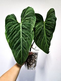 (Category: ) located in . Submitted by botanico_ (Listing ID 1138550309, Image 1). Description: .