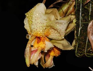 (Category: ) located in . Submitted by lovingorchids (Listing ID 1138415822, Image 1). Description: .