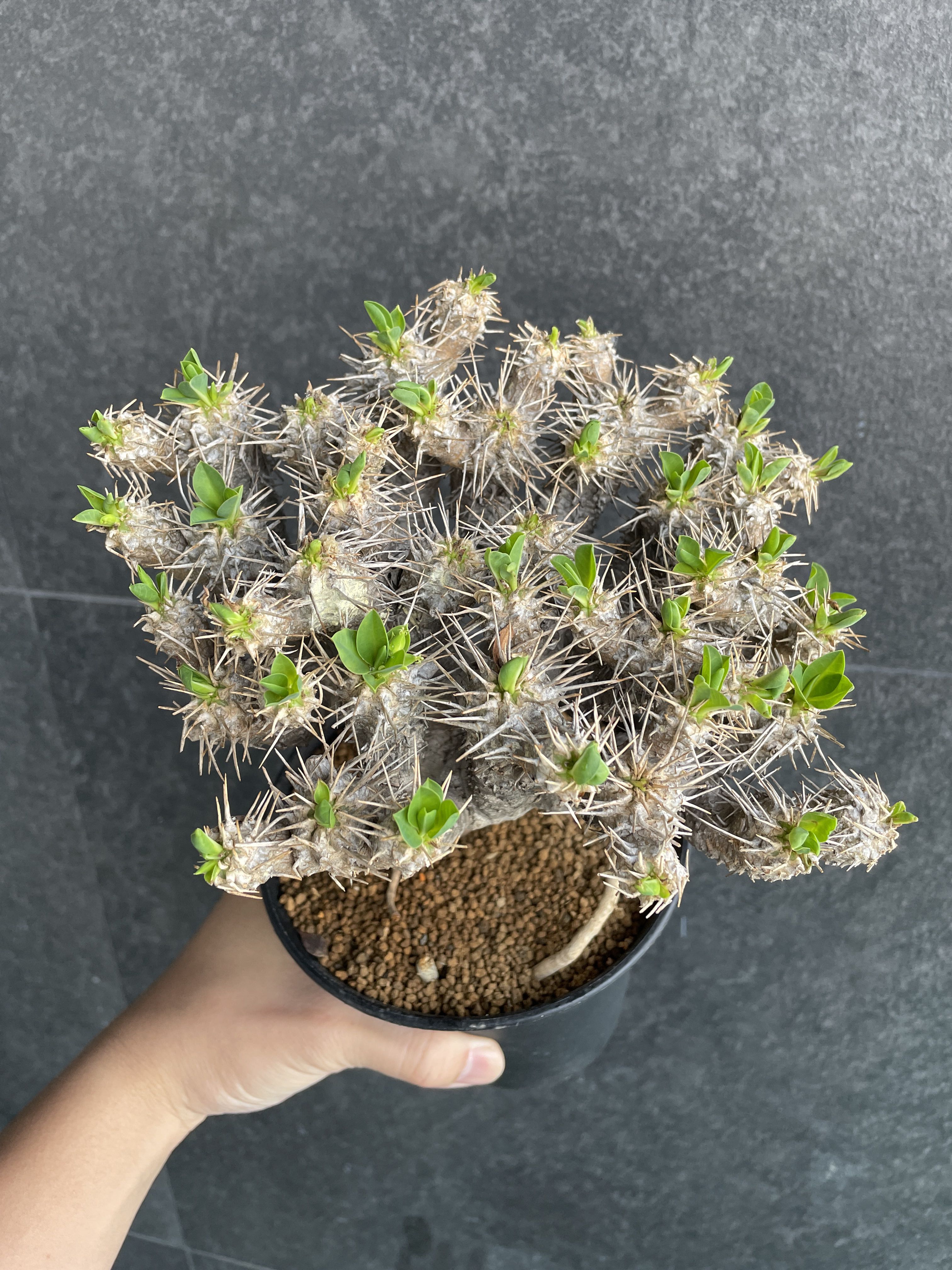多肉植物 ユーフォルビア ギラウミニアナ 鬼棲閣 巨大株 極！！極上品 珍品
