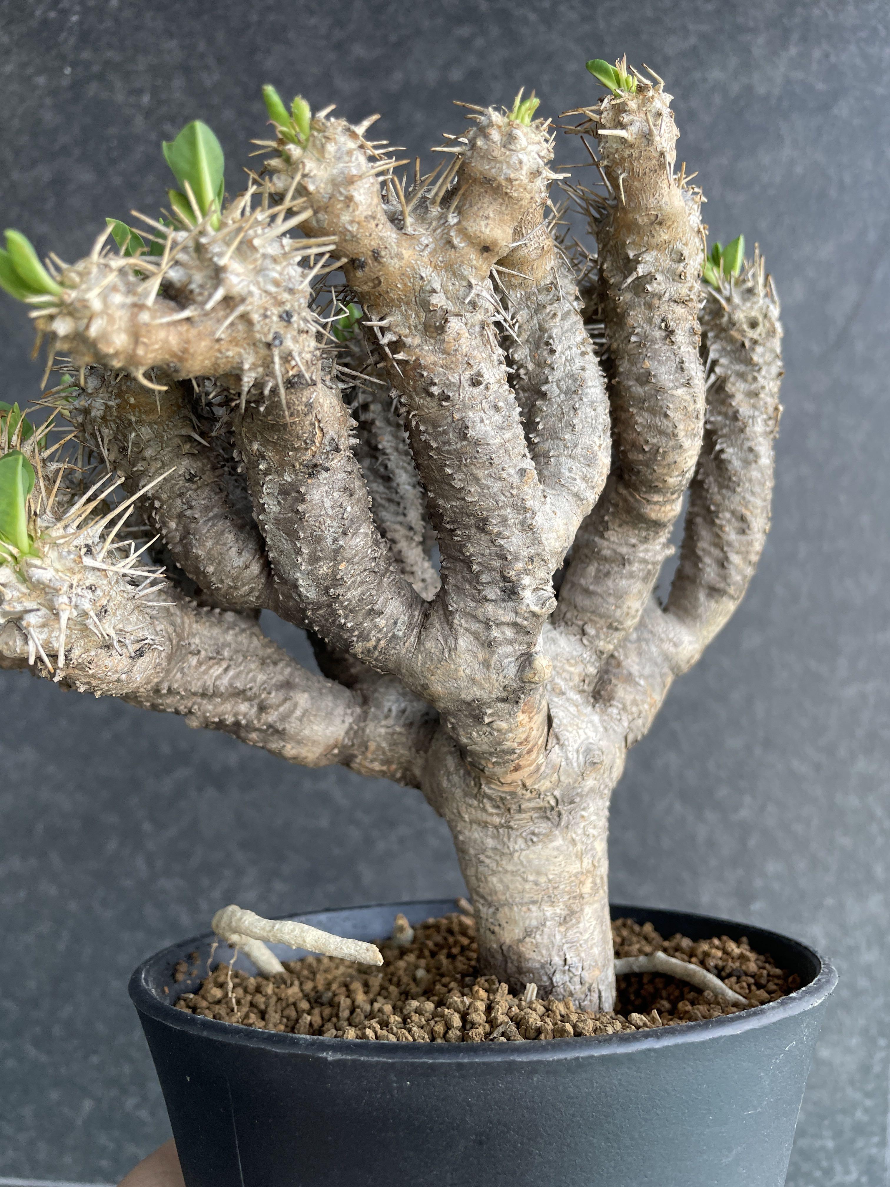 多肉植物 ユーフォルビア ギラウミニアナ 鬼棲閣 巨大株 極！！極上品 珍品