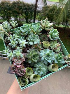 *CLEARANCE* Assorted Succulents #5
