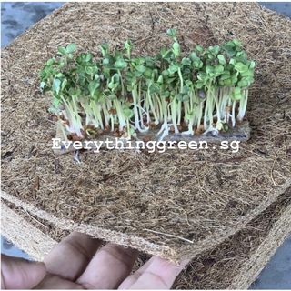 (Category: ) located in . Submitted by yolanda16tan (Listing ID 1135032748, Image 1). Description: .