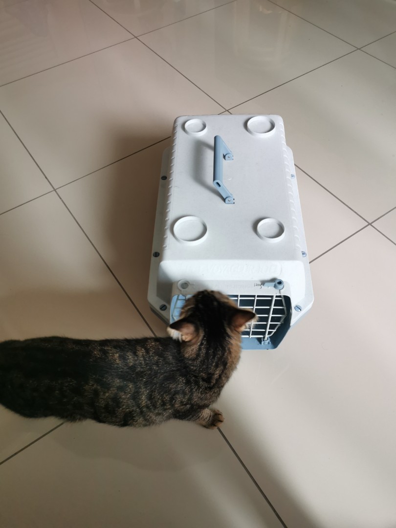 Pet Carrier Pet Voyageur 100 Pet Supplies Homes Other Pet