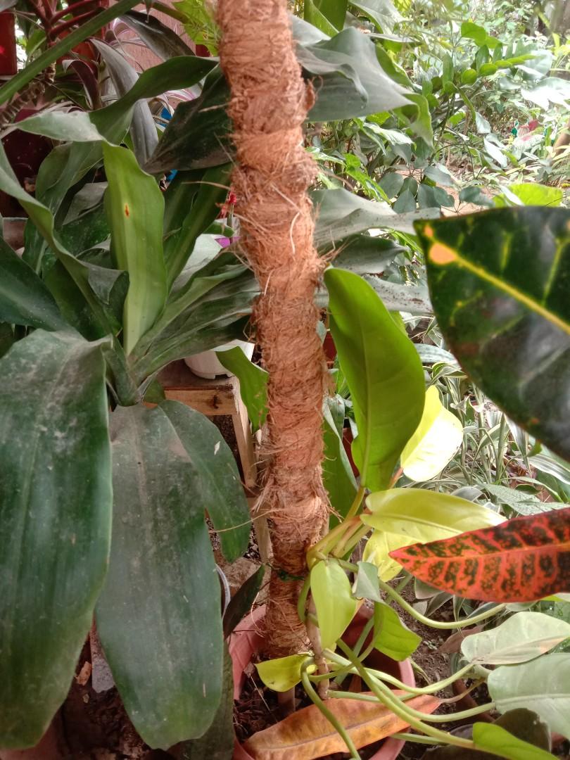 Plant Pole Stick (Category: Gardening Tools & Ornaments) located in Imus. Submitted by donadeguinto101925 (Listing ID 1134995982, Image 2). Description: We customize. Different sizes available..