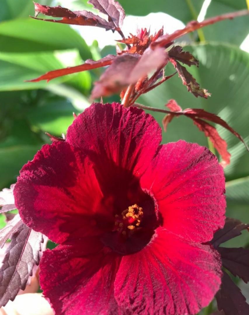 Rooted Cranberry hibiscus plant, Furniture & Home Living, Gardening