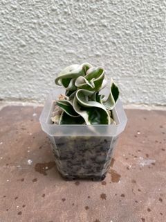 (Category: ) located in . Submitted by plantnappers (Listing ID 1135002390, Image 1). Description: .