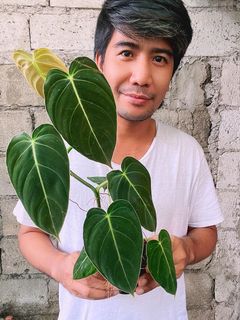 Epipremnum Pinnatum Aurea ❤️ 4 pots - Dana Plants Davao