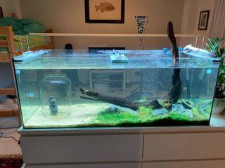 8100 Contoh Hardscape Aquarium HD Terbaik