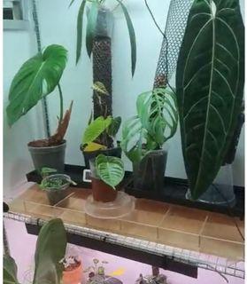Best deal and Solid ! Custom made Acrylic Tray for small plants at home or office other features too.
