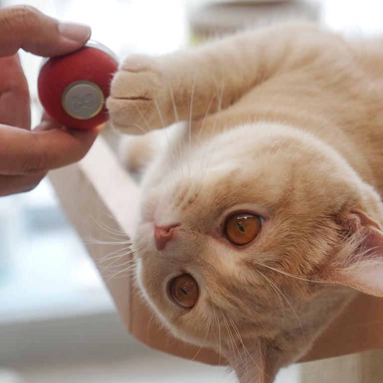 Smartpaw cat toys top