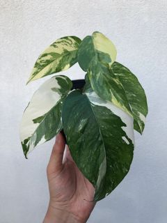 (Category: ) located in . Submitted by theweekendplanter (Listing ID 1138802627, Image 1). Description: .