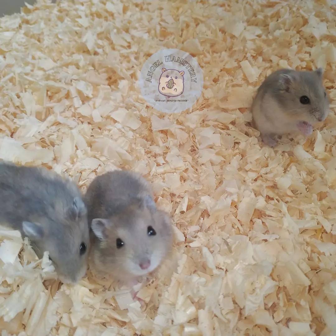 Hamster winter white sapphire clearance