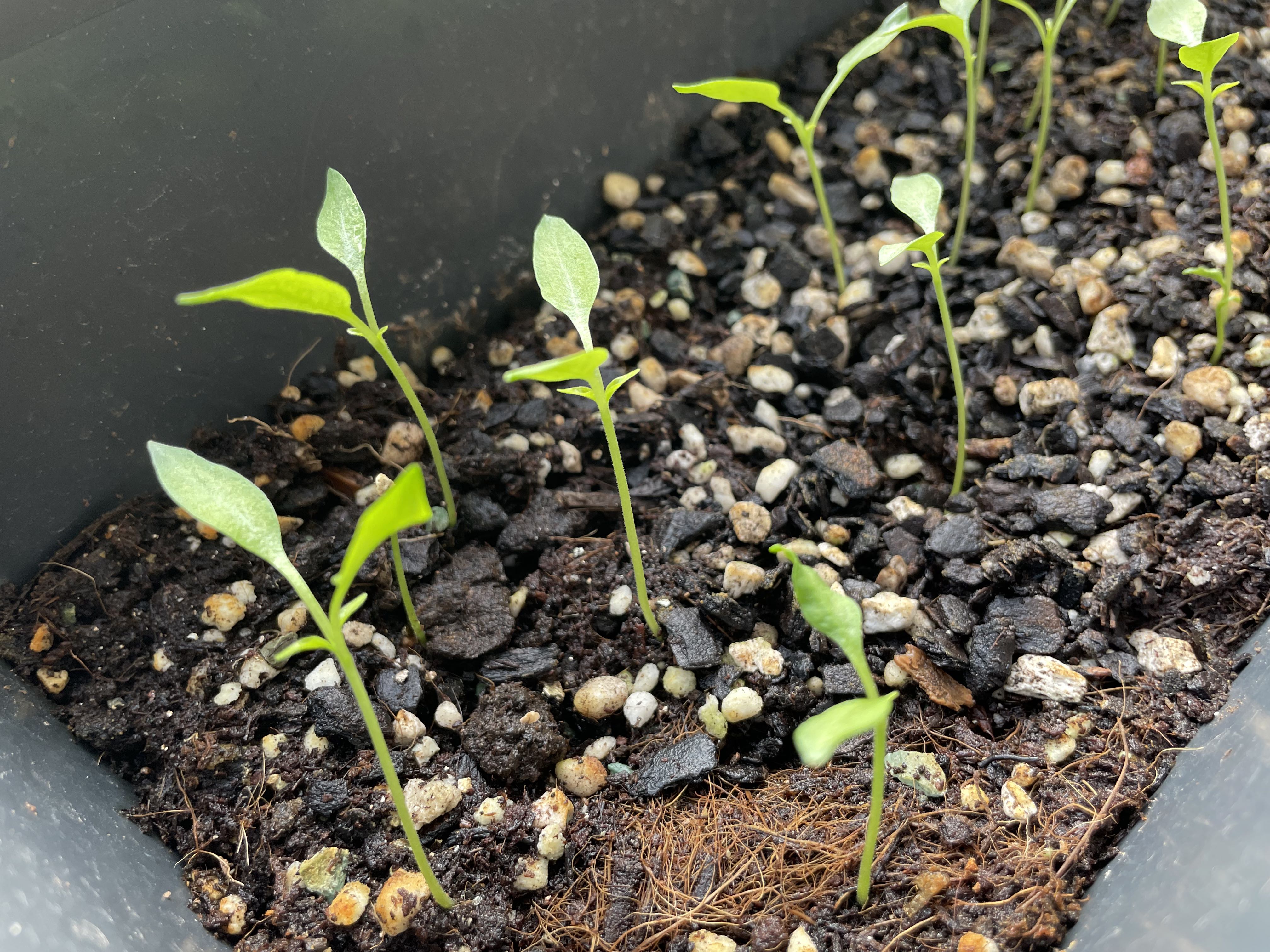 jalapeno seedlings