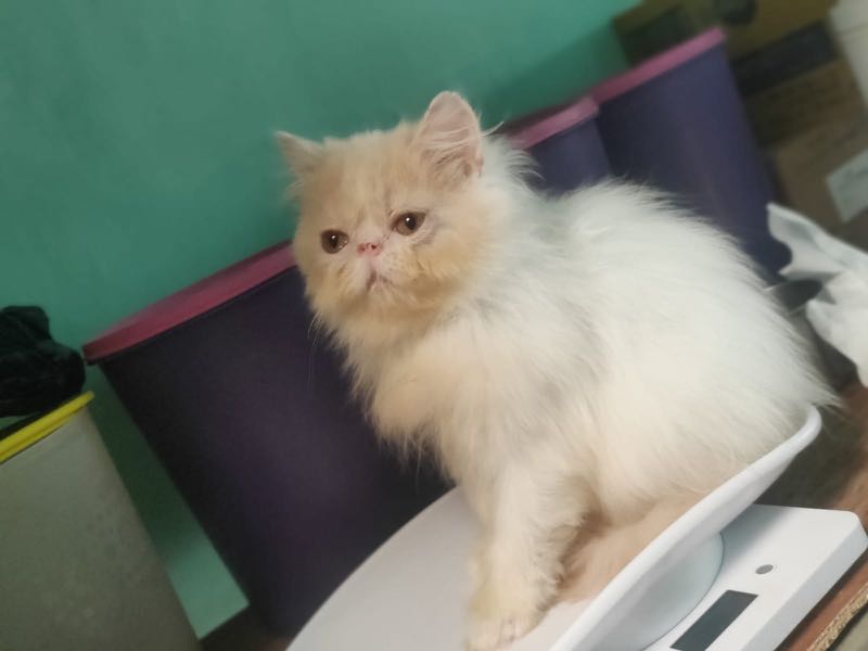 Persia sales peaknose kitten
