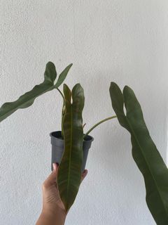 (Category: ) located in . Submitted by theweekendplanter (Listing ID 1138803075, Image 1). Description: .