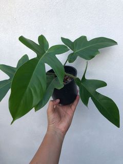 (Category: ) located in . Submitted by theweekendplanter (Listing ID 1138891574, Image 1). Description: .