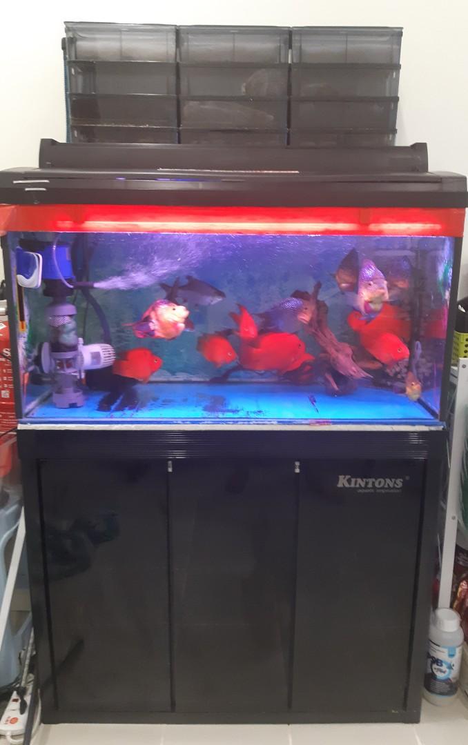 3 discount feet aquarium