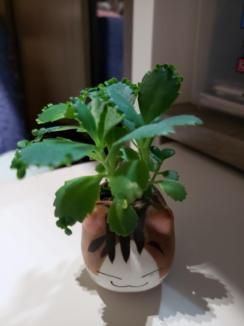 多肉植物寬葉不死鳥連陶瓷小貓花盆 傢俬 家居 園藝 植物及種子 Carousell 多肉植物寬葉不死鳥連陶瓷小貓花盆 傢俬 家居 園藝 植物及種子 Carousell