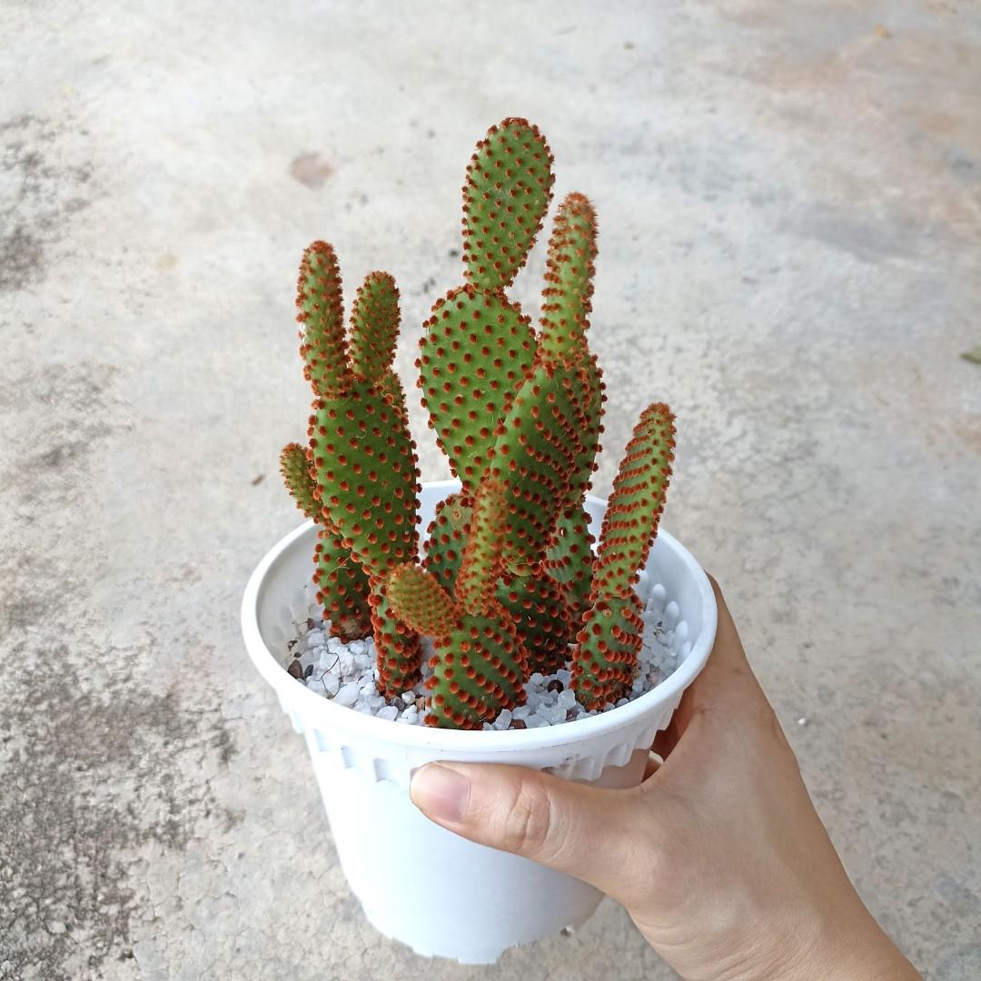 Red Bunny Ear Cactus Opuntia Microdasys Live Plant, Furniture & Home  Living, Gardening, Garden Soil & Fertilisers on Carousell