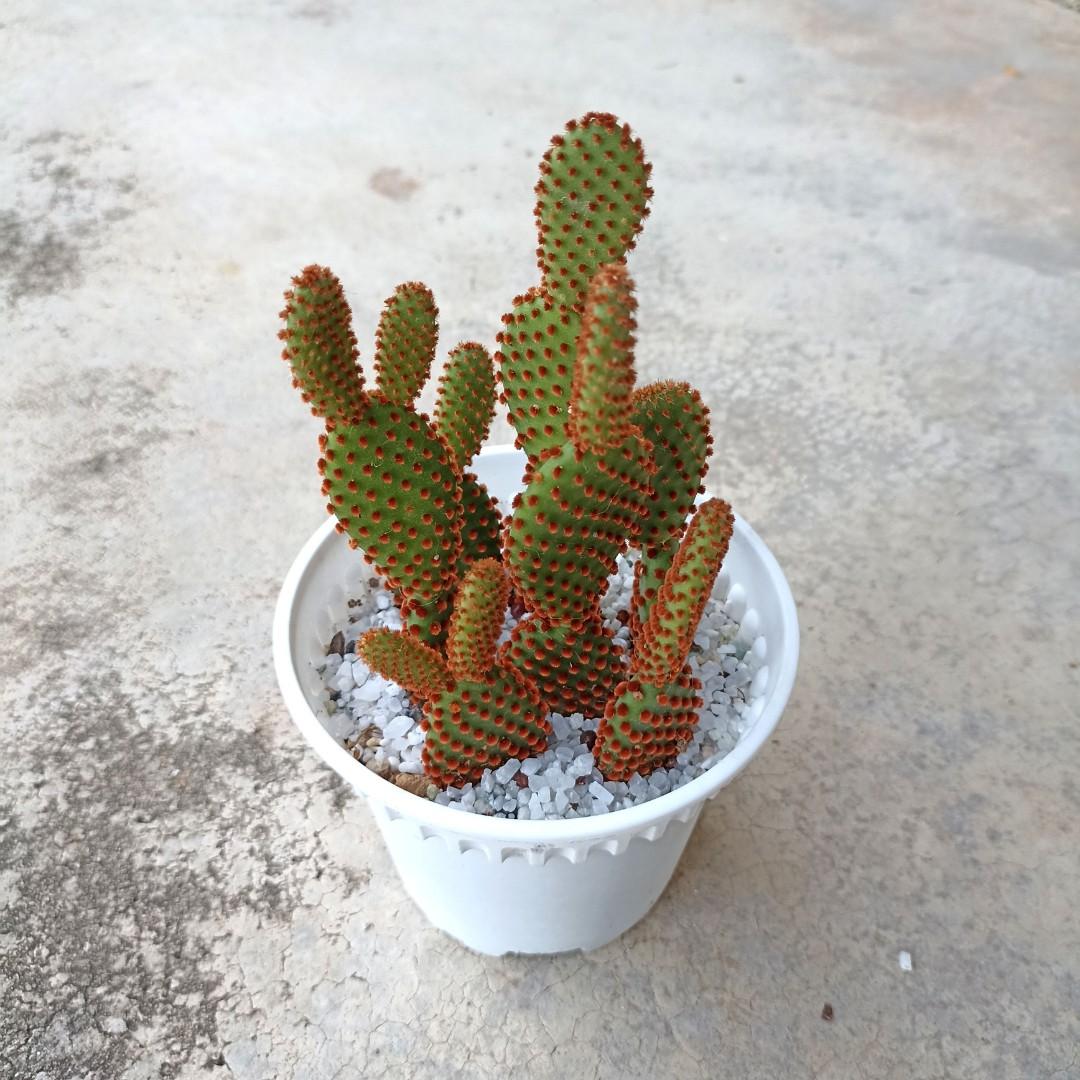 Deko Kaktus Victoria 19 cm 