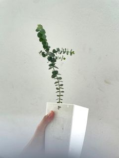 (Category: ) located in . Submitted by myaromaticgarden (Listing ID 1114961532, Image 1). Description: .